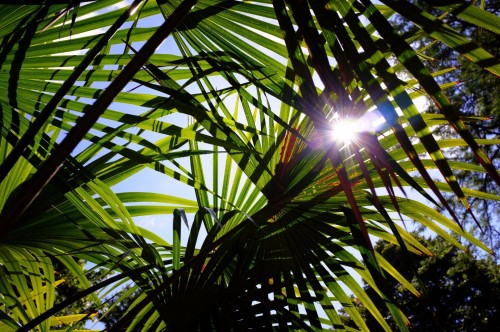 Palmier Fortunei Trachycarpus 