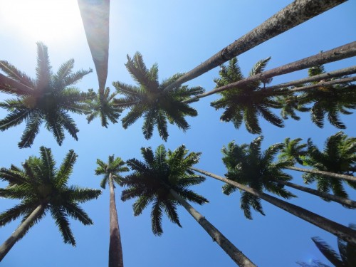 Palmier Fortunei Trachycarpus 