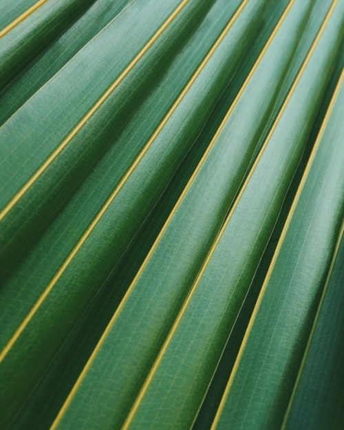 Palmier Trachycarpus Fortunei